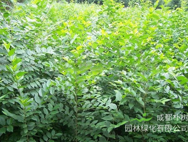 朴树几月开花？朴树花语是什么？