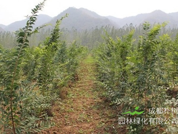 朴树几月开花？朴树花语是什么？