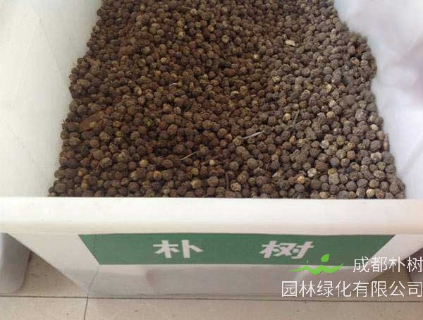 朴树的种子在几月播种比较好？