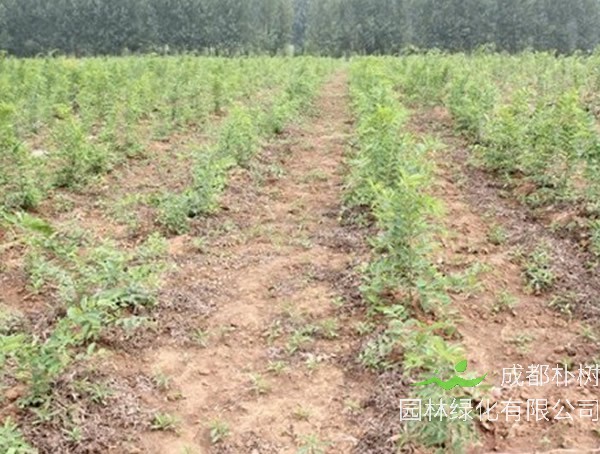 朴树的种子在几月播种比较好？