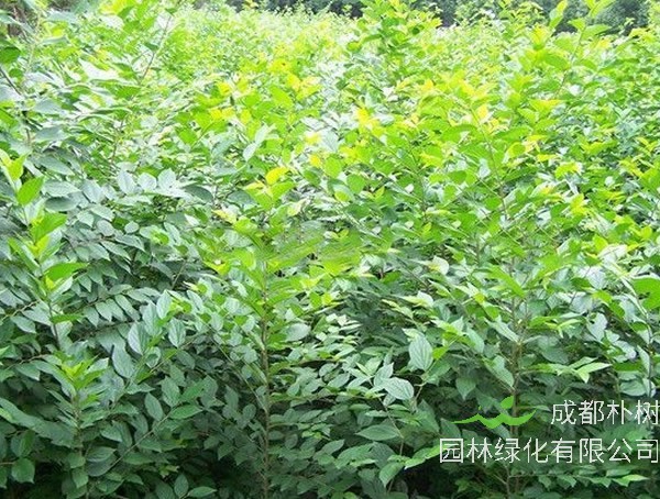 朴树的种子在几月播种比较好？