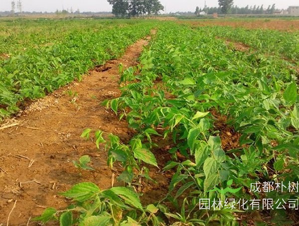 朴树有什么用途？朴树有哪些价值？