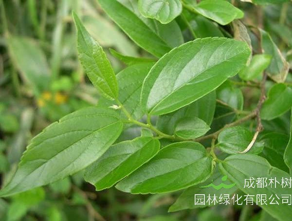 榉树和朴树是同一种树吗？有哪些区别呢？