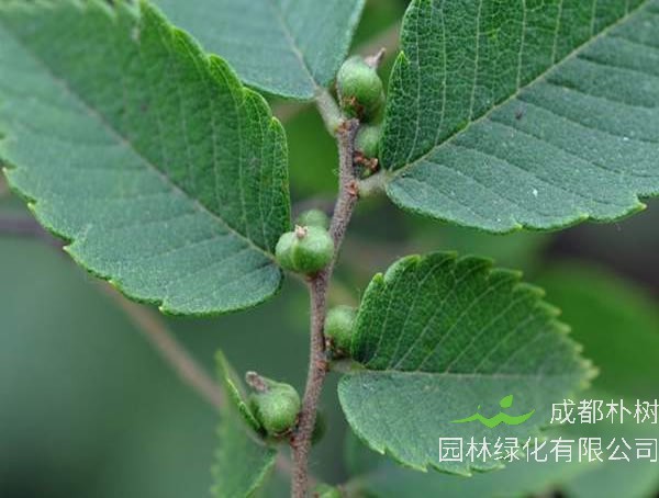 榉树和朴树是同一种树吗？有哪些区别呢？