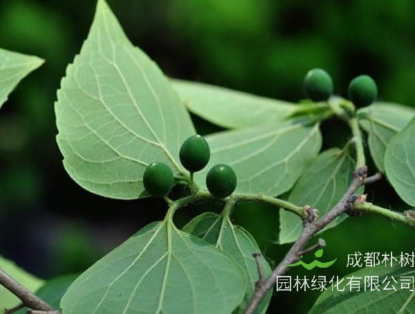 榉树和朴树是同一种树吗？有哪些区别呢？