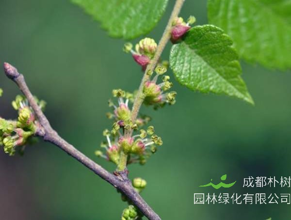 榉树和朴树是同一种树吗？有哪些区别呢？