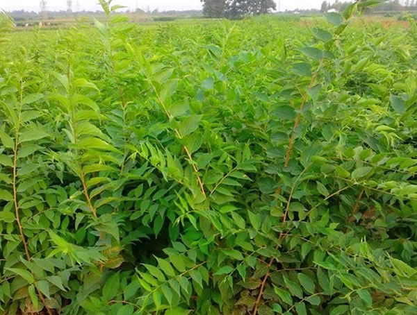 朴树适合什么时候种植？朴树种植的最佳季节