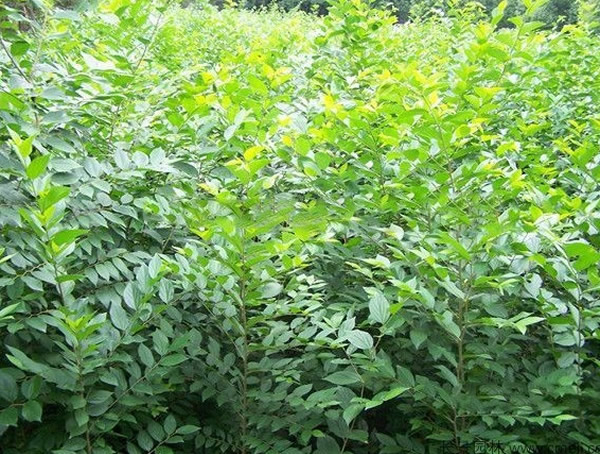 朴树几月开花？朴树花语是什么？