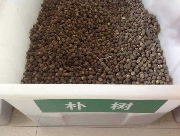 朴树的种子在几月播种比较好？