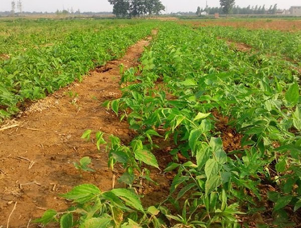 朴树有什么用途？朴树有哪些价值？