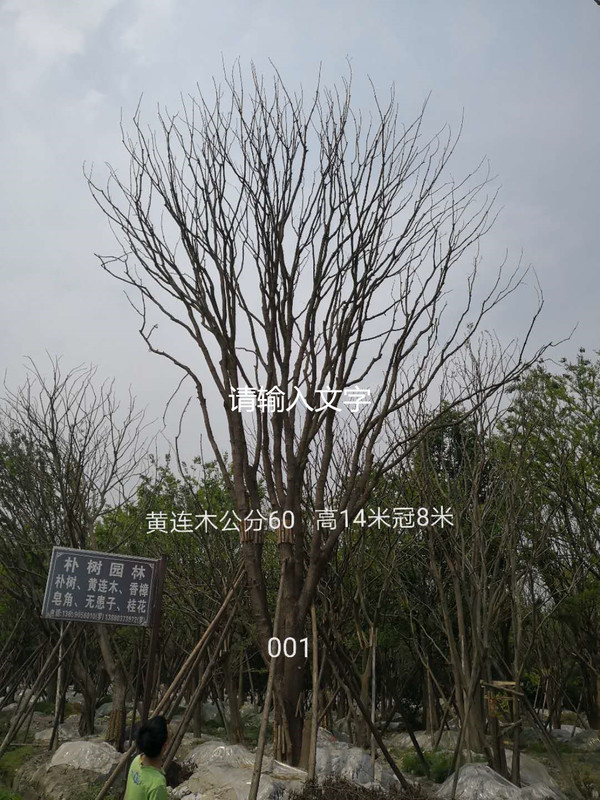 黄连木的花语是什么？有什么含义？