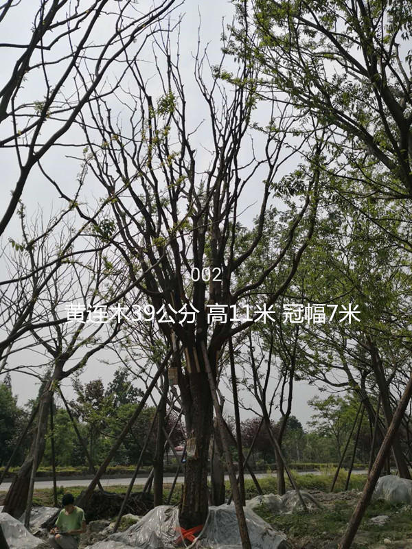 黄连木适合在哪个季节种植？