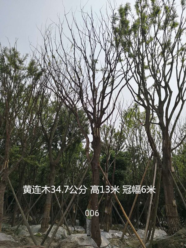 黄连木的功效有哪些，应该怎么种植？