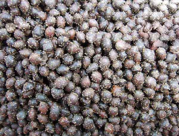 黄连木的种子在几月播种比较好？