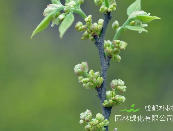 榉树和朴树是同一种树吗？有哪些区别呢？