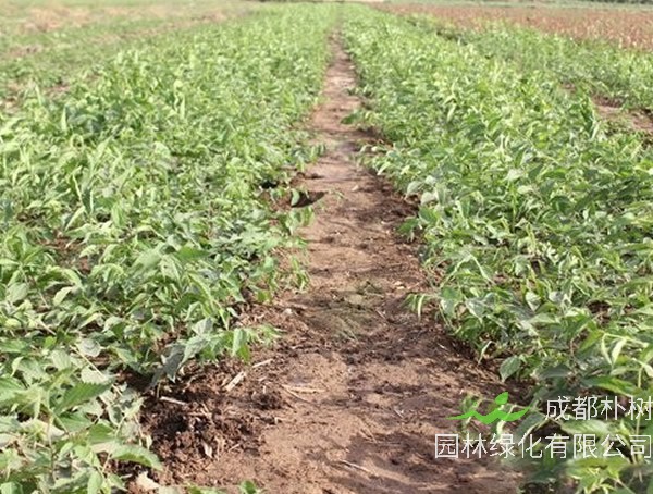 朴树适合什么时候种植？朴树种植的最佳季节
