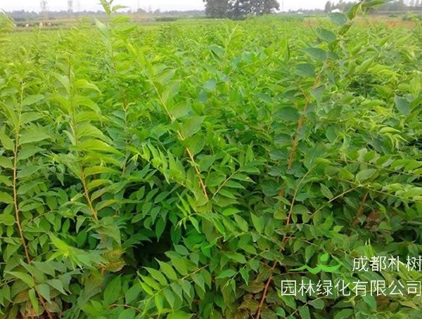 朴树适合什么时候种植？朴树种植的最佳季节