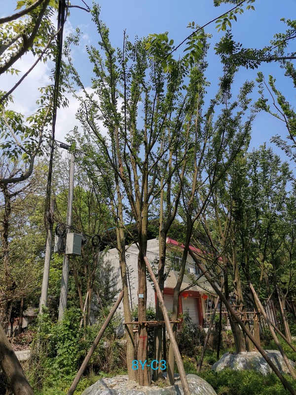 怎么做能够让朴树的种子最快催芽？