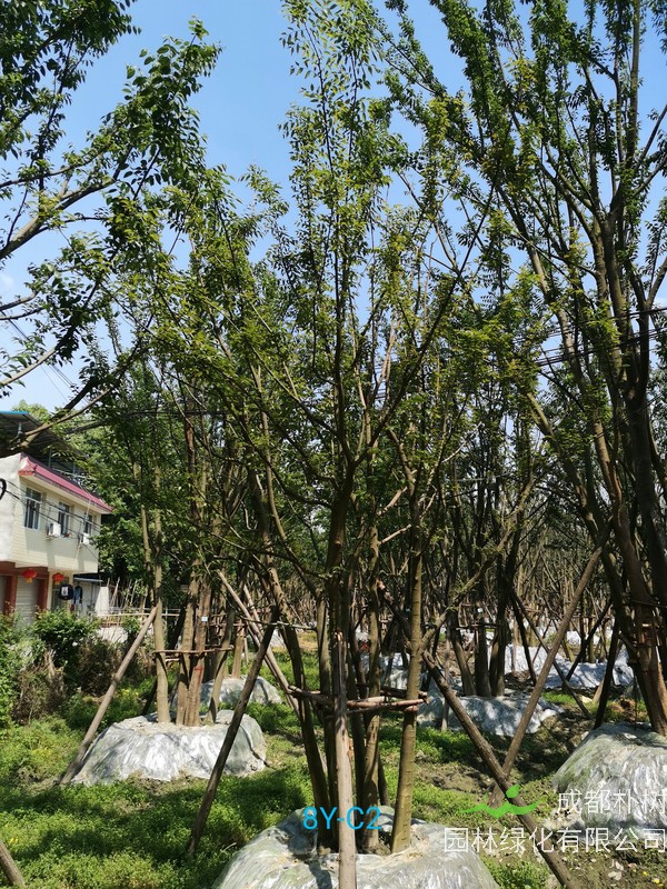 广东适合种植朴树吗？