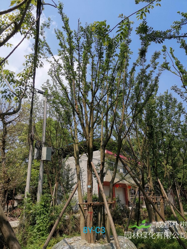 怎么做能够让朴树的种子最快催芽？