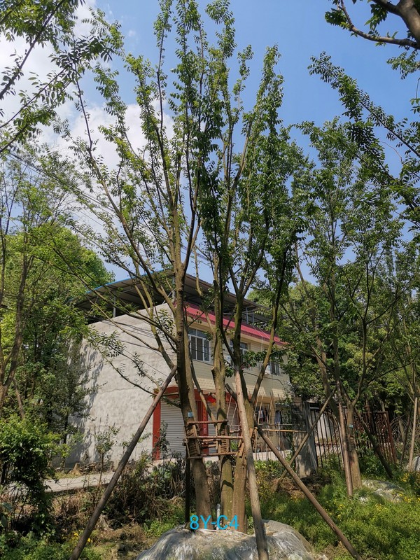 在冬天可以种植朴树吗？