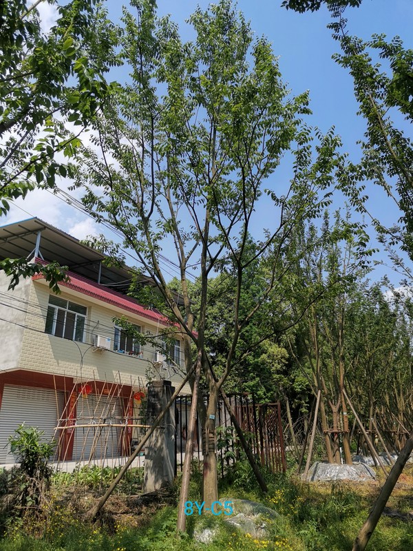 阳历5月可以播种朴树吗？