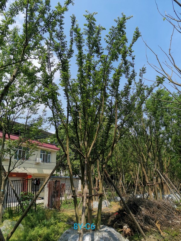 在内蒙古地区适合种植朴树吗？