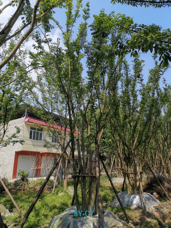 朴树的种子在播种前需要进行处理吗？