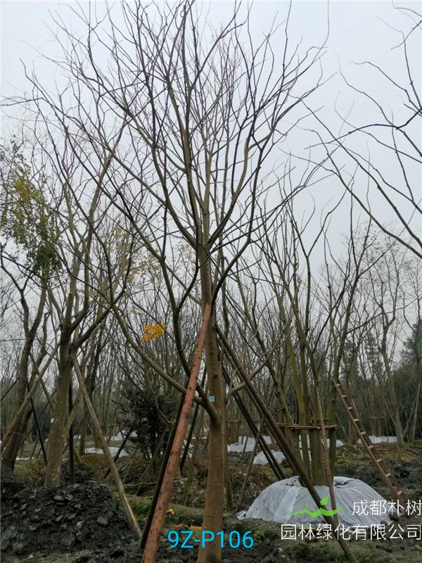 郫县朴树低价批发【苗圃种植基地直销】20公分价格2600元