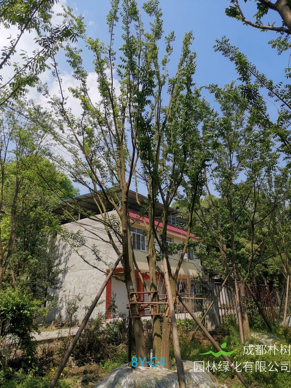 在冬天可以种植朴树吗？