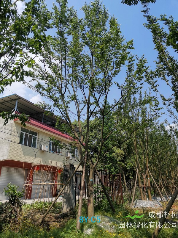 阳历5月可以播种朴树吗？