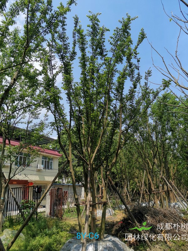 在内蒙古地区适合种植朴树吗？