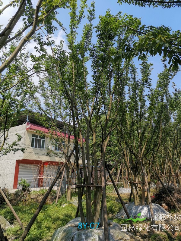 朴树的种子在播种前需要进行处理吗？