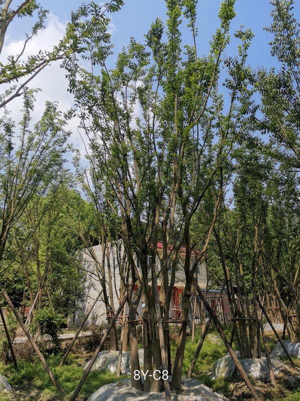 湖北地区适合种植朴树吗？