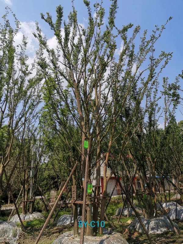 在贵州能够种植朴树吗？