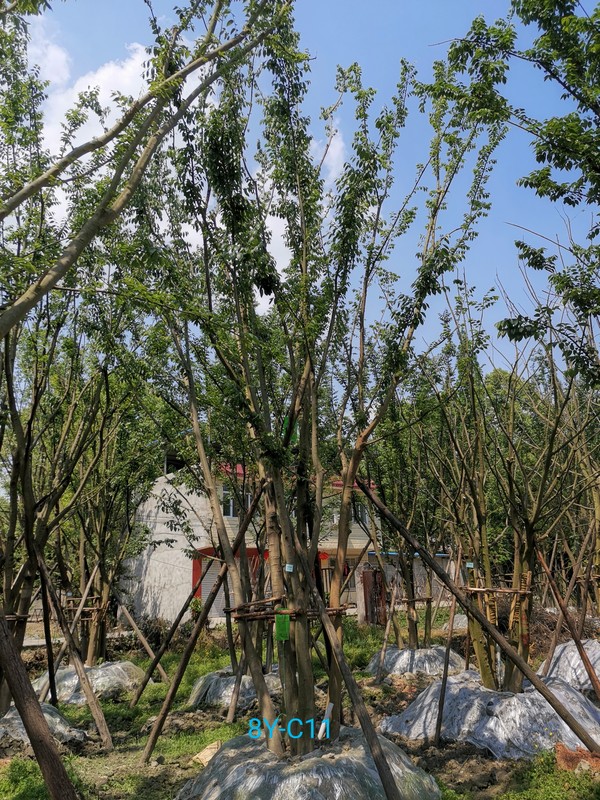 在秋天可以种植朴树么？