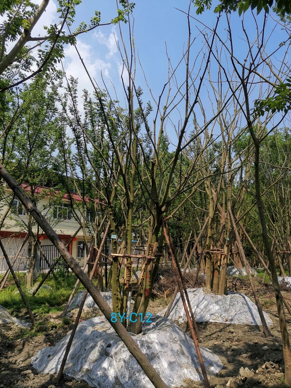 在春季最适合种植朴树吗？