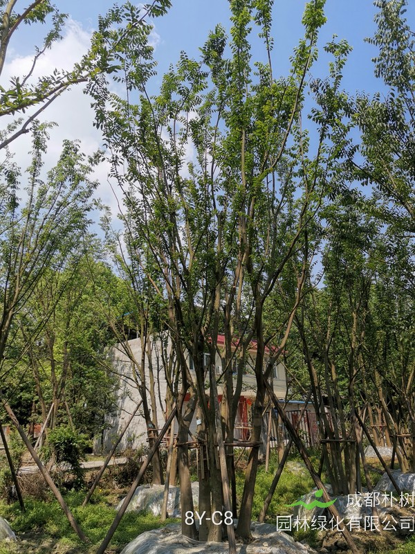 湖北地区适合种植朴树吗？