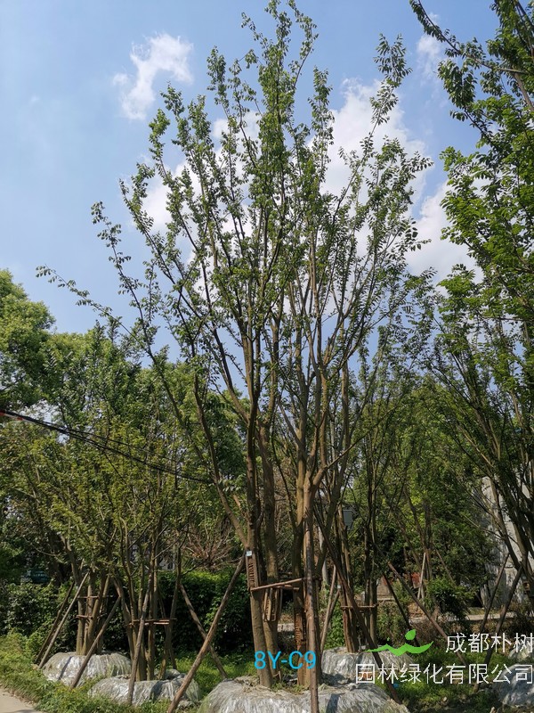 广西省适合种植朴树吗？