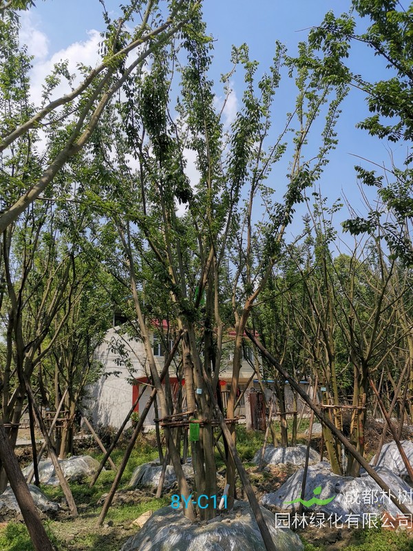 在秋天可以种植朴树么？