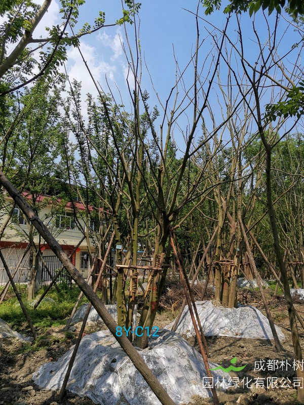 在春季最适合种植朴树吗？