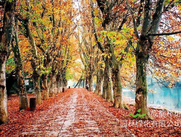 梧桐、泡桐与法国梧桐有何区别？