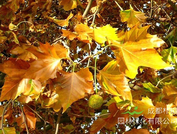 泡桐、梧桐与法国梧桐有何区别？