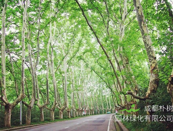 泡桐、梧桐与法国梧桐有何区别？