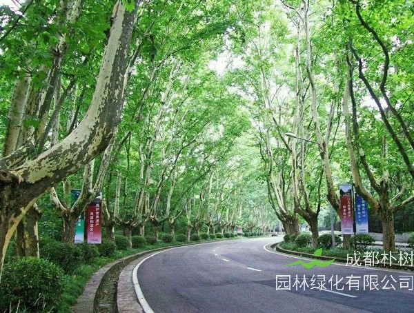 法国梧桐扦插的具体方法有哪些？