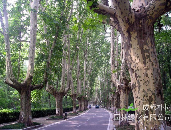 法国梧桐几月份掉叶子？