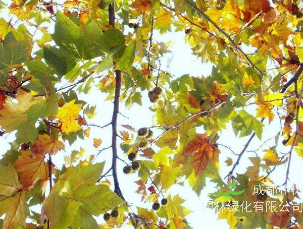 法国梧桐是不是产于法国？