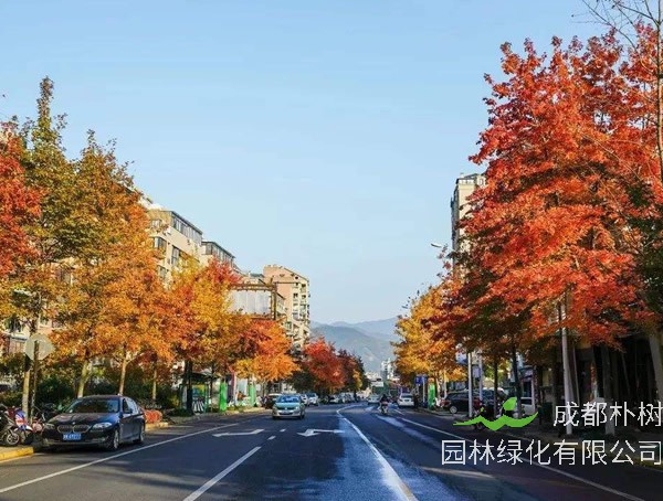 法国梧桐价格-图片-形态特征-生态习性-分布范围-主要价值以及植物文化