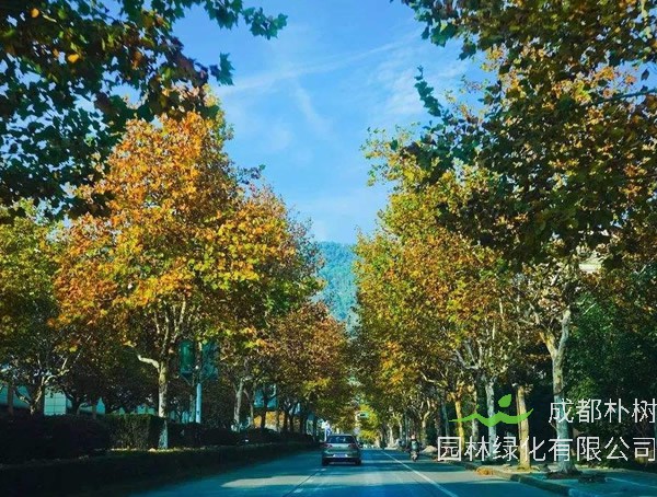 法国梧桐价格-图片-形态特征-生态习性-分布范围-主要价值以及植物文化