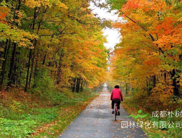 法国梧桐价格-图片-形态特征-生态习性-分布范围-主要价值以及植物文化